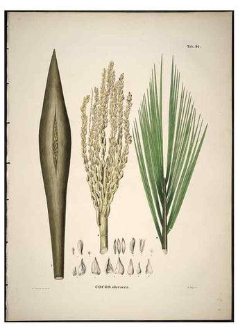 Reproducción/Reproduction 49785121453: Historia naturalis palmarum. Lipsiae: T.O. Weigel, [1823-50]. 