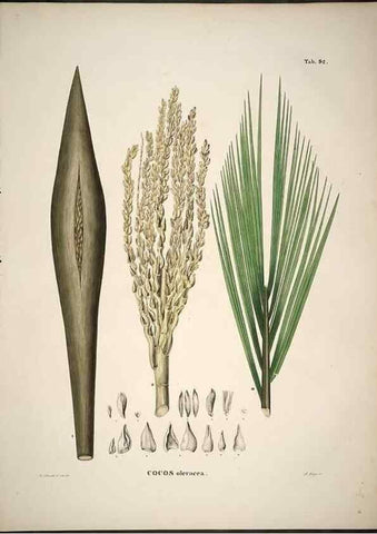 Reproducción/Reproduction 49785121453: Historia naturalis palmarum. Lipsiae: T.O. Weigel, [1823-50]. 