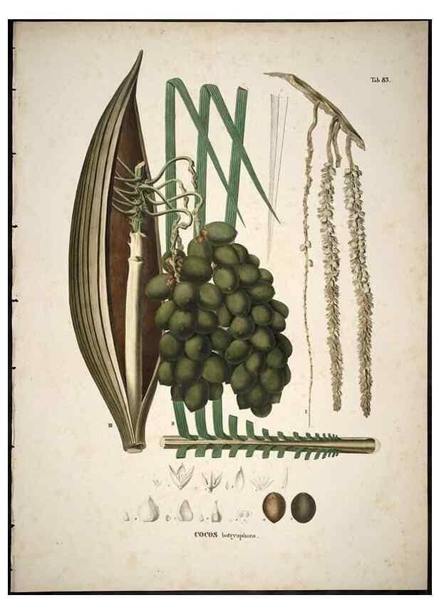 Reproducción/Reproduction 49785657001: Historia naturalis palmarum. Lipsiae: T.O. Weigel, [1823-50]. 