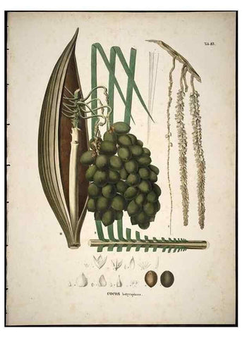 Reproducción/Reproduction 49785657001: Historia naturalis palmarum. Lipsiae: T.O. Weigel, [1823-50]. 