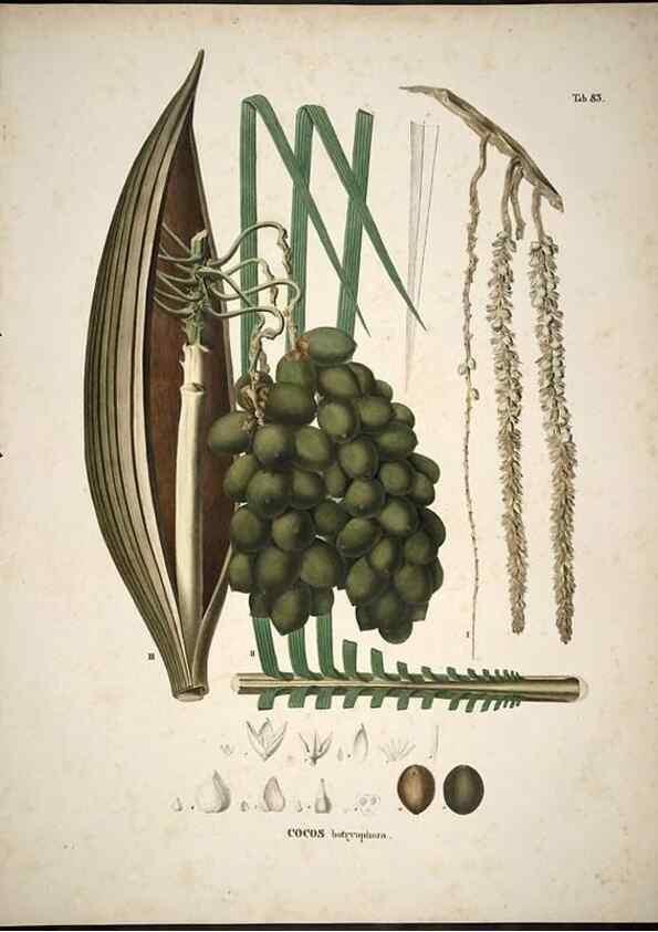 Reproducción/Reproduction 49785657001: Historia naturalis palmarum. Lipsiae: T.O. Weigel, [1823-50]. 
