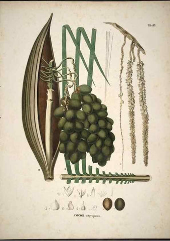 Reproducción/Reproduction 49785657001: Historia naturalis palmarum. Lipsiae: T.O. Weigel, [1823-50]. 