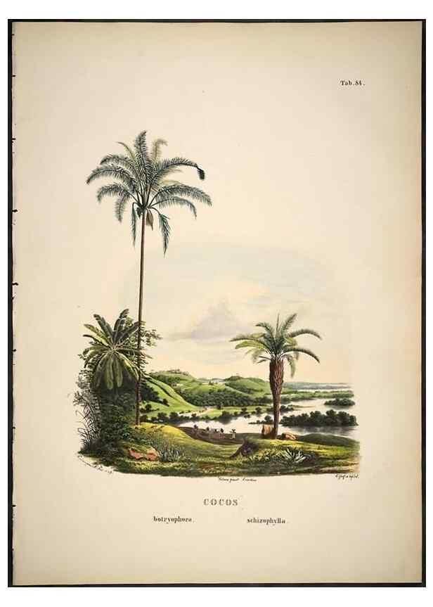 Reproducción/Reproduction 49785121823: Historia naturalis palmarum. Lipsiae: T.O. Weigel, [1823-50]. 