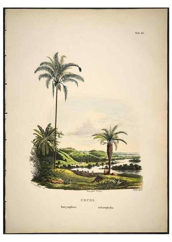 Reproducción/Reproduction 49785121823: Historia naturalis palmarum. Lipsiae: T.O. Weigel, [1823-50]. 