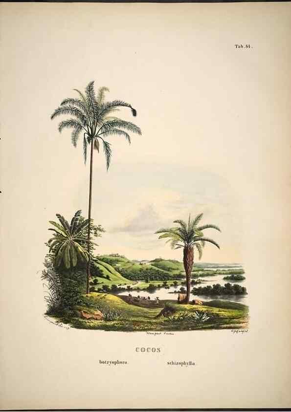 Reproducción/Reproduction 49785121823: Historia naturalis palmarum. Lipsiae: T.O. Weigel, [1823-50]. 