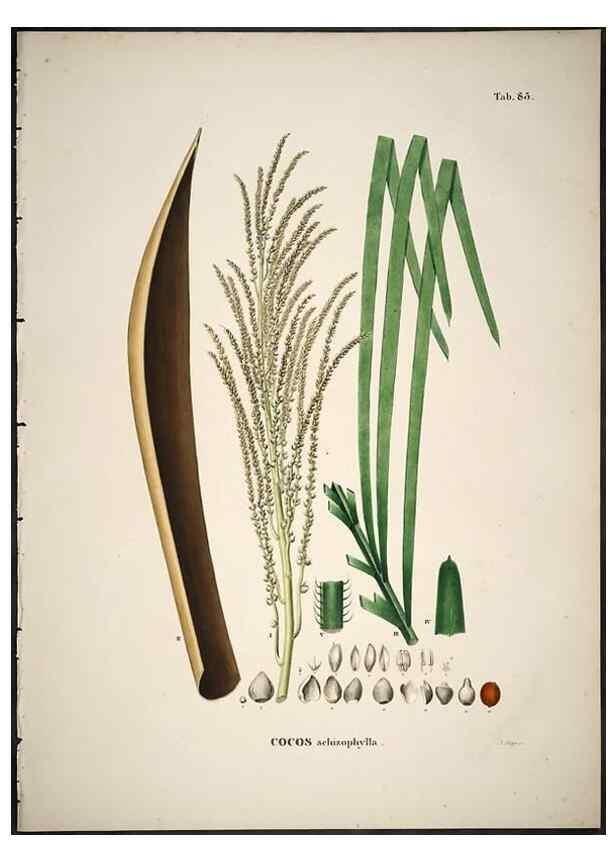 Reproducción/Reproduction 49785121998: Historia naturalis palmarum. Lipsiae: T.O. Weigel, [1823-50]. 