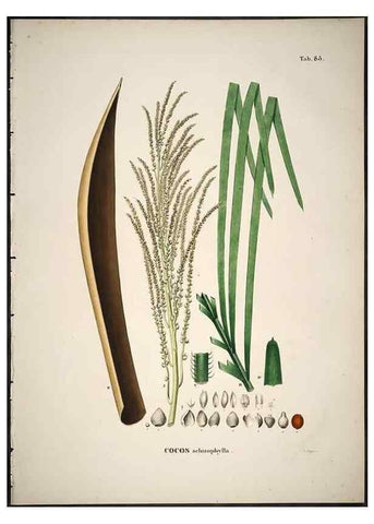 Reproducción/Reproduction 49785121998: Historia naturalis palmarum. Lipsiae: T.O. Weigel, [1823-50]. 