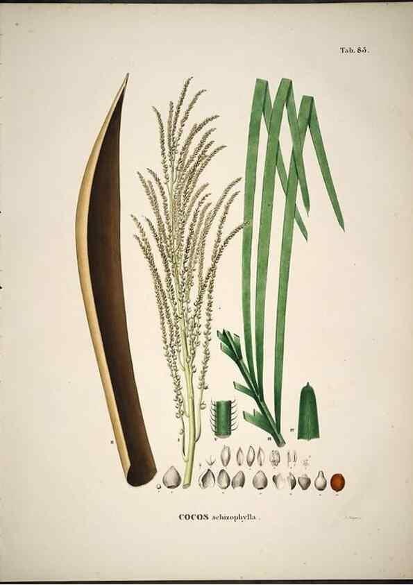 Reproducción/Reproduction 49785121998: Historia naturalis palmarum. Lipsiae: T.O. Weigel, [1823-50]. 