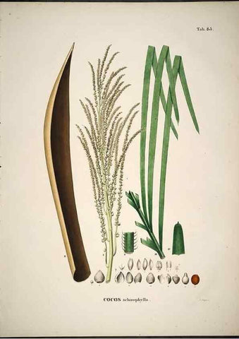 Reproducción/Reproduction 49785121998: Historia naturalis palmarum. Lipsiae: T.O. Weigel, [1823-50]. 