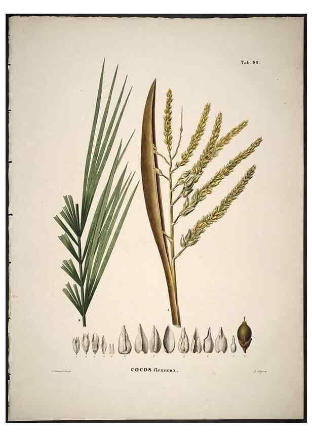 Reproducción/Reproduction 49785122258: Historia naturalis palmarum. Lipsiae: T.O. Weigel, [1823-50]. 
