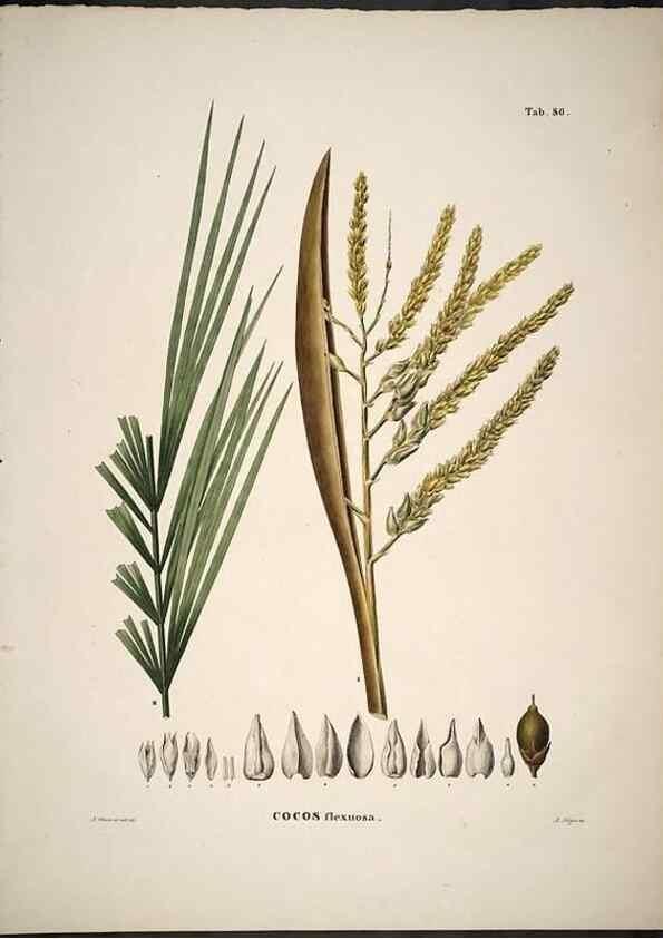 Reproducción/Reproduction 49785122258: Historia naturalis palmarum. Lipsiae: T.O. Weigel, [1823-50]. 