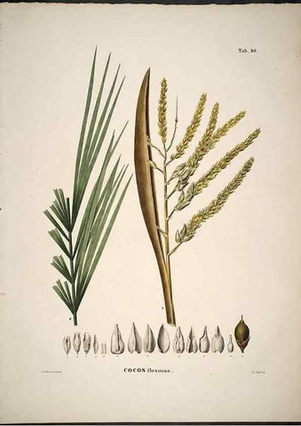 Reproducción/Reproduction 49785122258: Historia naturalis palmarum. Lipsiae: T.O. Weigel, [1823-50]. 