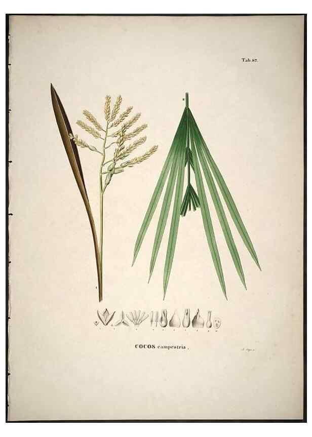 Reproducción/Reproduction 49785122483: Historia naturalis palmarum. Lipsiae: T.O. Weigel, [1823-50]. 