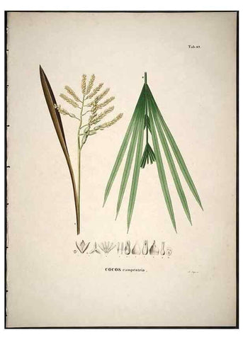 Reproducción/Reproduction 49785122483: Historia naturalis palmarum. Lipsiae: T.O. Weigel, [1823-50]. 