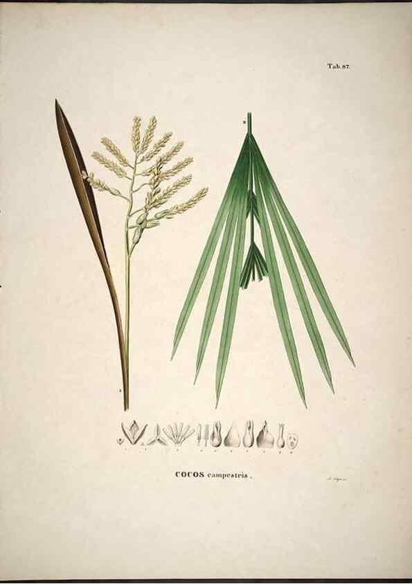Reproducción/Reproduction 49785122483: Historia naturalis palmarum. Lipsiae: T.O. Weigel, [1823-50]. 