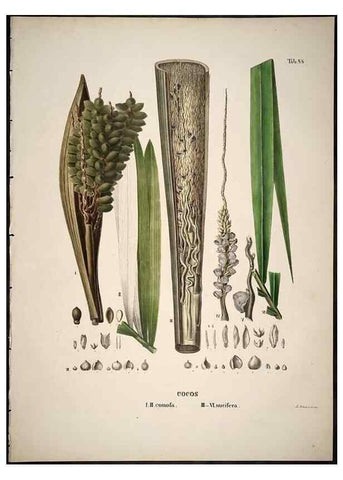 Reproducción/Reproduction 49785980202: Historia naturalis palmarum. Lipsiae: T.O. Weigel, [1823-50]. 
