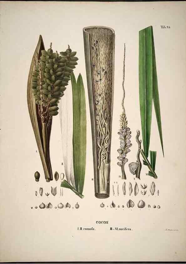 Reproducción/Reproduction 49785980202: Historia naturalis palmarum. Lipsiae: T.O. Weigel, [1823-50]. 