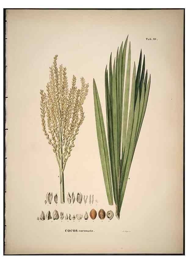 Reproducción/Reproduction 49785978842: Historia naturalis palmarum. Lipsiae: T.O. Weigel, [1823-50]. 