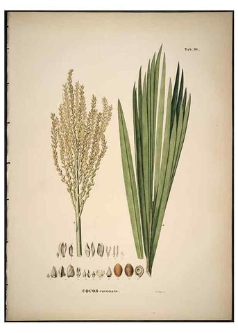 Reproducción/Reproduction 49785978842: Historia naturalis palmarum. Lipsiae: T.O. Weigel, [1823-50]. 