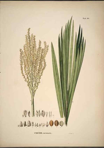 Reproducción/Reproduction 49785978842: Historia naturalis palmarum. Lipsiae: T.O. Weigel, [1823-50]. 