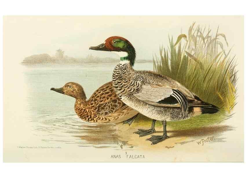 Reproducción/Reproduction 49786018932: Indian sporting birds /. London :Francis Edwards,1915.. 