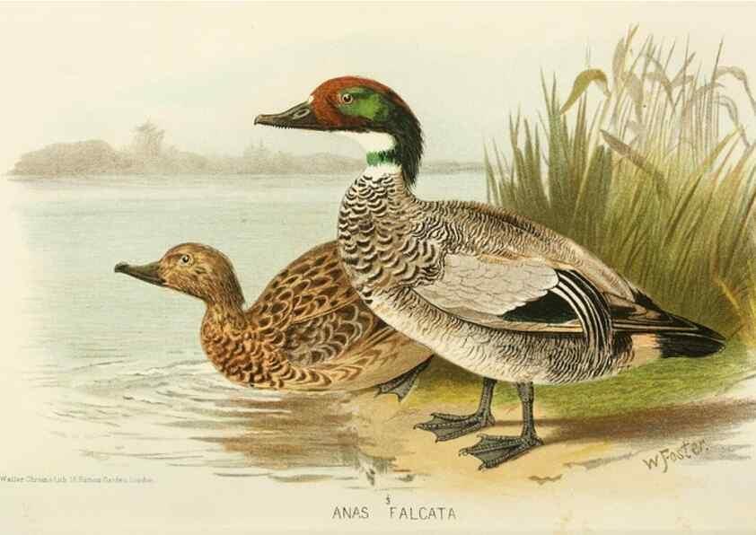 Reproducción/Reproduction 49786018932: Indian sporting birds /. London :Francis Edwards,1915.. 
