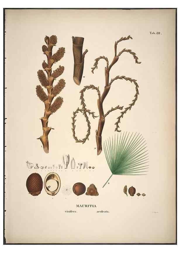 Reproducción/Reproduction 49785645866: Historia naturalis palmarum. Lipsiae: T.O. Weigel, [1823-50]. 