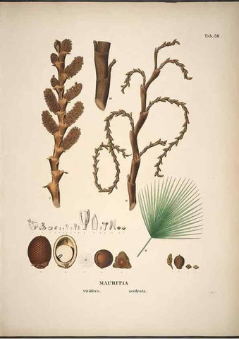 Reproducción/Reproduction 49785645866: Historia naturalis palmarum. Lipsiae: T.O. Weigel, [1823-50]. 