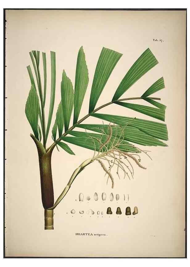 Reproducción/Reproduction 49785967207: Historia naturalis palmarum. Lipsiae: T.O. Weigel, [1823-50]. 