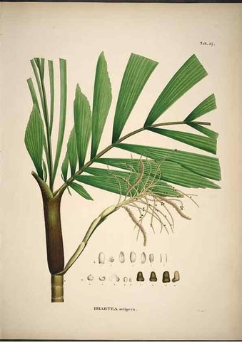 Reproducción/Reproduction 49785967207: Historia naturalis palmarum. Lipsiae: T.O. Weigel, [1823-50]. 