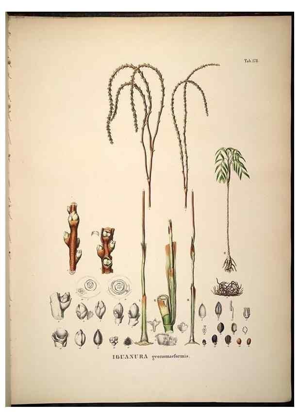 Reproducción/Reproduction 49784538603: Historia naturalis palmarum. Lipsiae: T.O. Weigel, [1823-50]. 