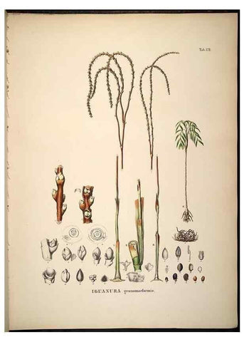Reproducción/Reproduction 49784538603: Historia naturalis palmarum. Lipsiae: T.O. Weigel, [1823-50]. 