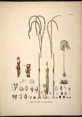 Reproducción/Reproduction 49784538603: Historia naturalis palmarum. Lipsiae: T.O. Weigel, [1823-50]. 
