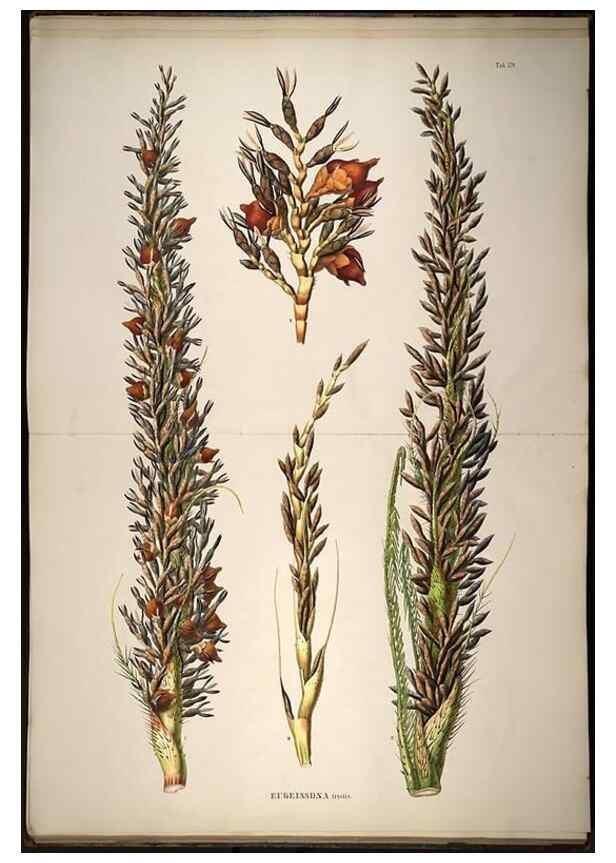 Reproducción/Reproduction 49785397347: Historia naturalis palmarum. Lipsiae: T.O. Weigel, [1823-50]. 