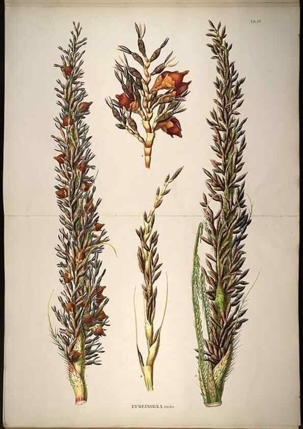 Reproducción/Reproduction 49785397347: Historia naturalis palmarum. Lipsiae: T.O. Weigel, [1823-50]. 
