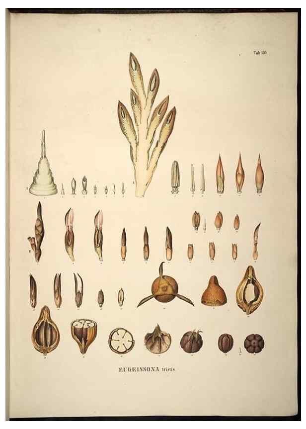 Reproducción/Reproduction 49784539048: Historia naturalis palmarum. Lipsiae: T.O. Weigel, [1823-50]. 