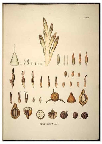 Reproducción/Reproduction 49784539048: Historia naturalis palmarum. Lipsiae: T.O. Weigel, [1823-50]. 