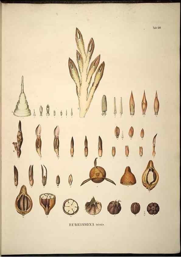 Reproducción/Reproduction 49784539048: Historia naturalis palmarum. Lipsiae: T.O. Weigel, [1823-50]. 