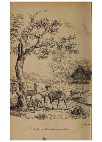 Reproducción/Reproduction 49785814222: Monographie der oestriden. Wien,Druck von C. Ueberreuter,1863.. 