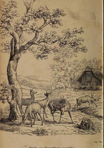Reproducción/Reproduction 49785814222: Monographie der oestriden. Wien,Druck von C. Ueberreuter,1863.. 