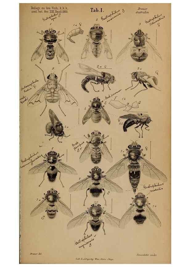Reproducción/Reproduction 49785493681: Monographie der oestriden. Wien,Druck von C. Ueberreuter,1863.. 