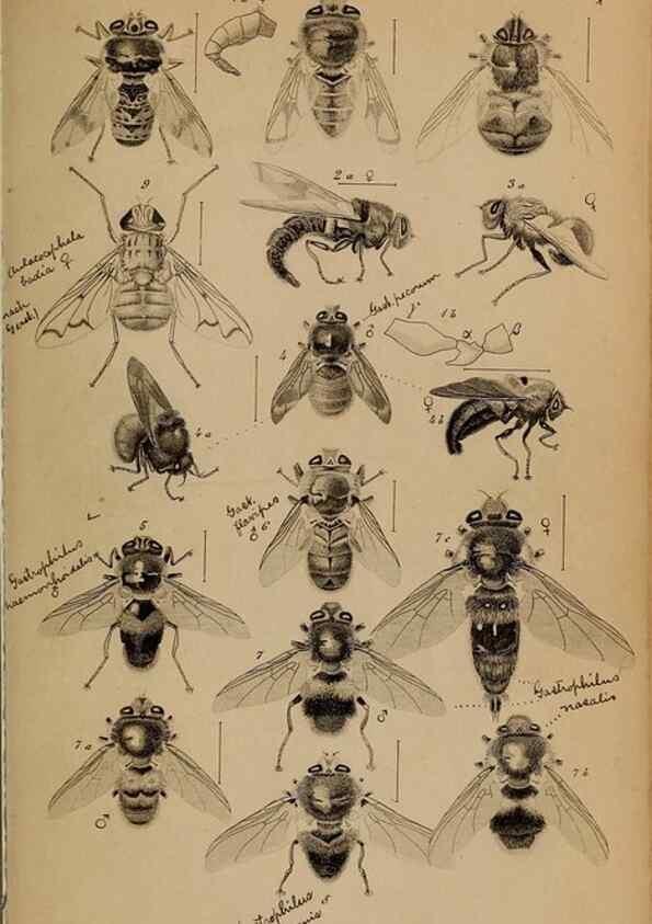 Reproducción/Reproduction 49785493681: Monographie der oestriden. Wien,Druck von C. Ueberreuter,1863.. 