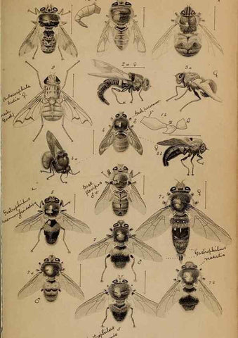 Reproducción/Reproduction 49785493681: Monographie der oestriden. Wien,Druck von C. Ueberreuter,1863.. 