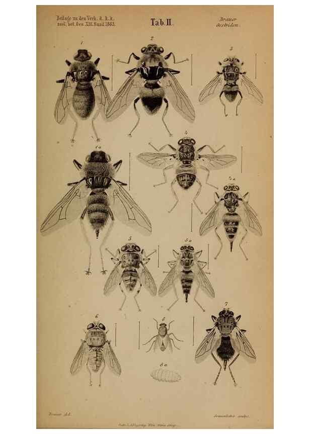 Reproducción/Reproduction 49785494031: Monographie der oestriden. Wien,Druck von C. Ueberreuter,1863.. 
