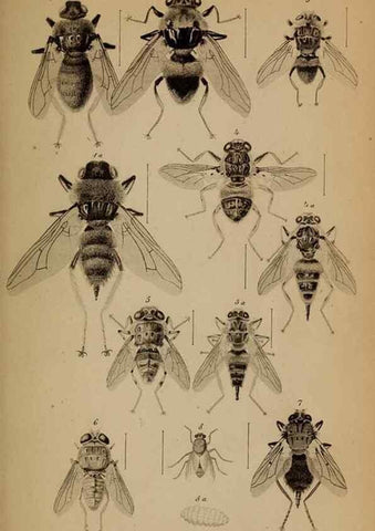 Reproducción/Reproduction 49785494031: Monographie der oestriden. Wien,Druck von C. Ueberreuter,1863.. 
