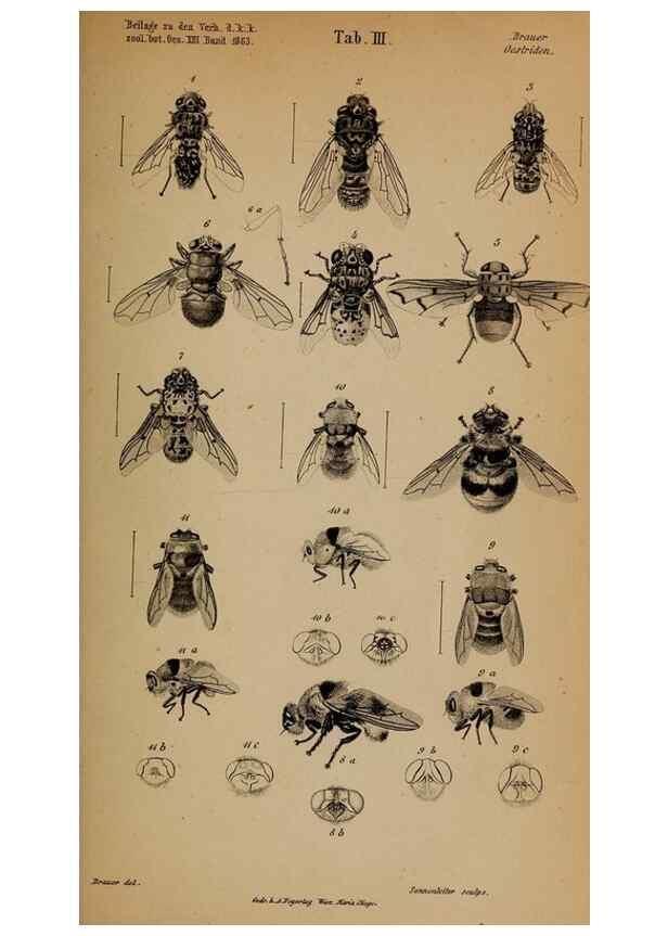 Reproducción/Reproduction 49784959013: Monographie der oestriden. Wien,Druck von C. Ueberreuter,1863.. 