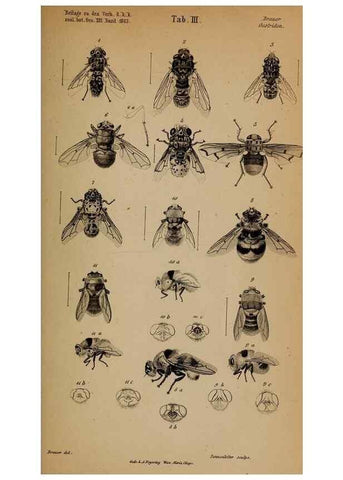 Reproducción/Reproduction 49784959013: Monographie der oestriden. Wien,Druck von C. Ueberreuter,1863.. 