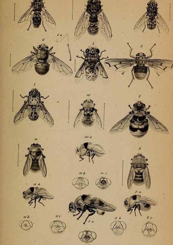 Reproducción/Reproduction 49784959013: Monographie der oestriden. Wien,Druck von C. Ueberreuter,1863.. 