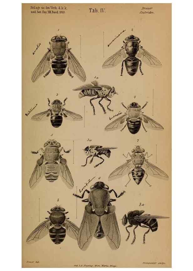 Reproducción/Reproduction 49785815882: Monographie der oestriden. Wien,Druck von C. Ueberreuter,1863.. 