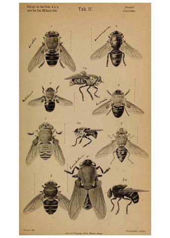 Reproducción/Reproduction 49785815882: Monographie der oestriden. Wien,Druck von C. Ueberreuter,1863.. 
